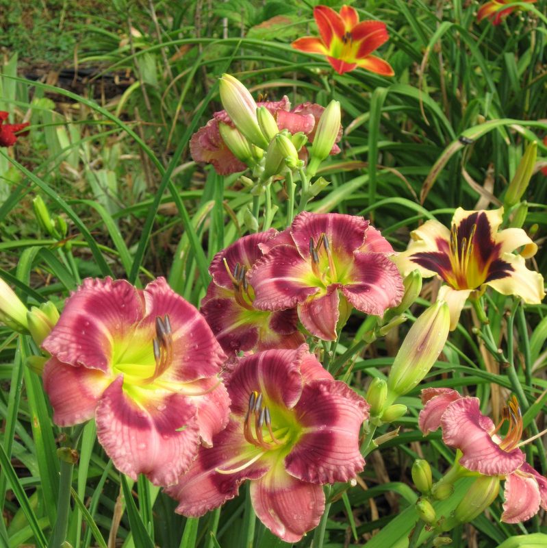Exotic Candy Daylily | Fragrant Beauty | Oakes Daylilies
