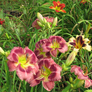 Exotic Candy Daylily from Oakes Daylilies