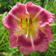 Exotic Candy Daylily from Oakes Daylilies