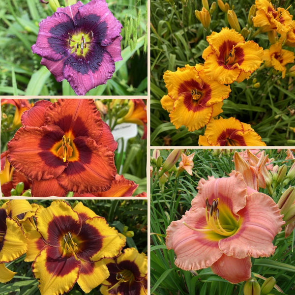 Eyed Daylily Collection from Oakes Daylilies
