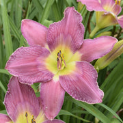 Fair to Middlin' Daylily from Oakes Daylilies