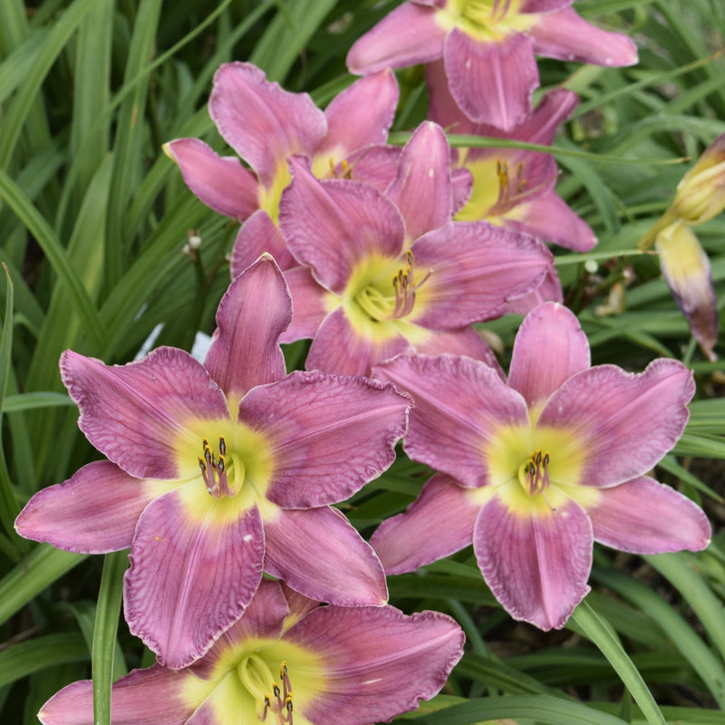 Fair to Middlin' Daylily from Oakes Daylilies