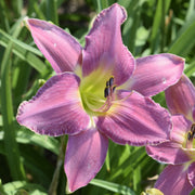 Fair to Middlin' Daylily from Oakes Daylilies