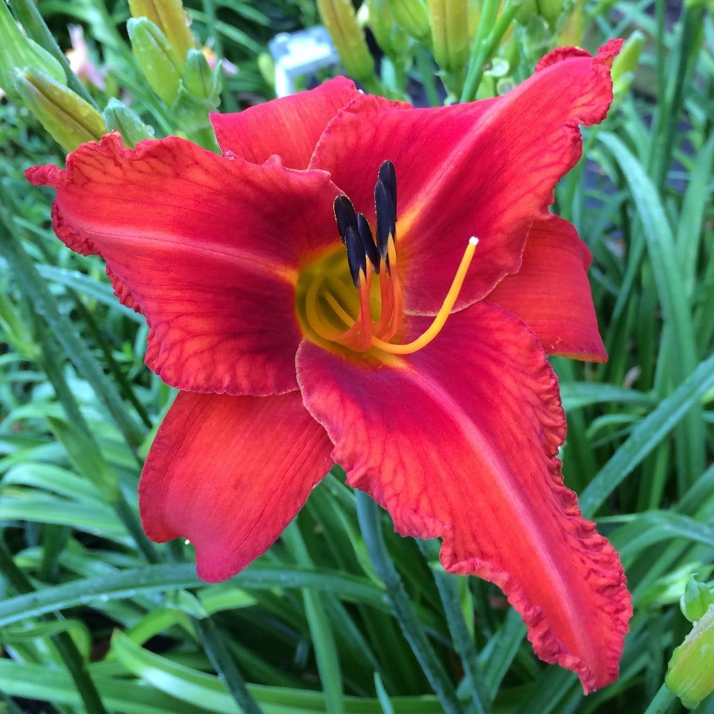 Fire Bird Suite Daylily | Huge Bright Bold Beauty |Oakes Daylilies