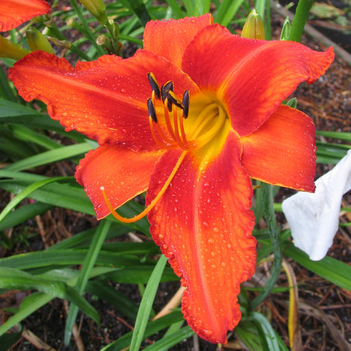 Fire Bird Suite Daylily from Oakes Daylilies
