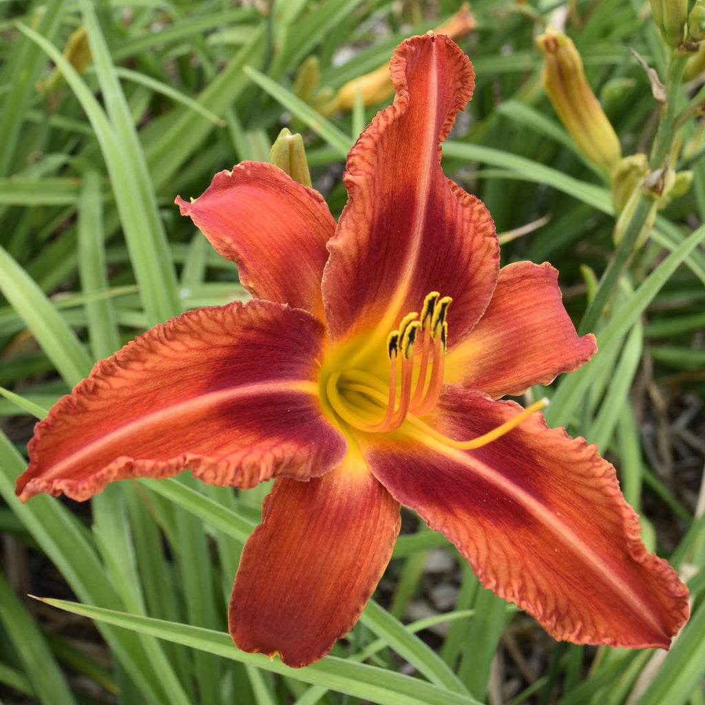 Fire Bird Suite Daylily | Huge Bright Bold Beauty |Oakes Daylilies