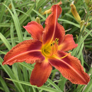 Fire Bird Suite Daylily from Oakes Daylilies
