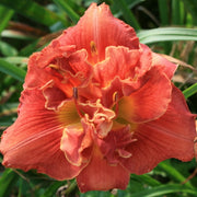 Fire Breathing Dragon Daylily from Oakes Daylilies