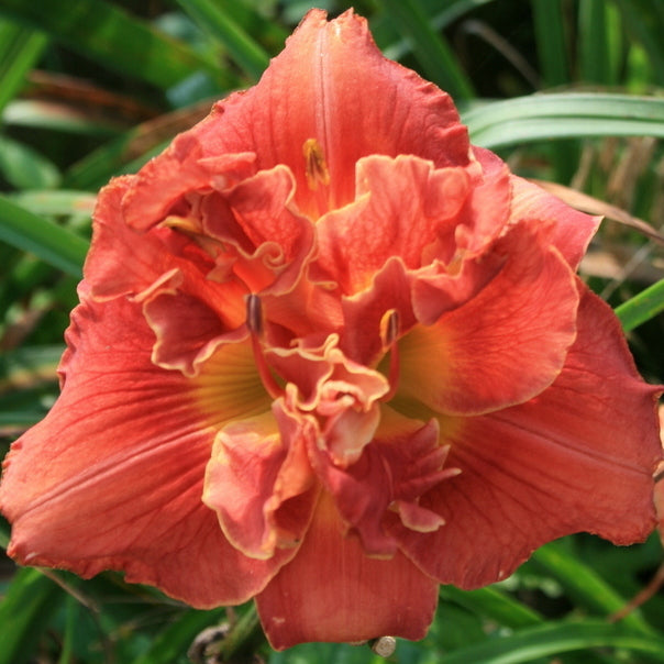Fire Breathing Dragon Daylily from Oakes Daylilies