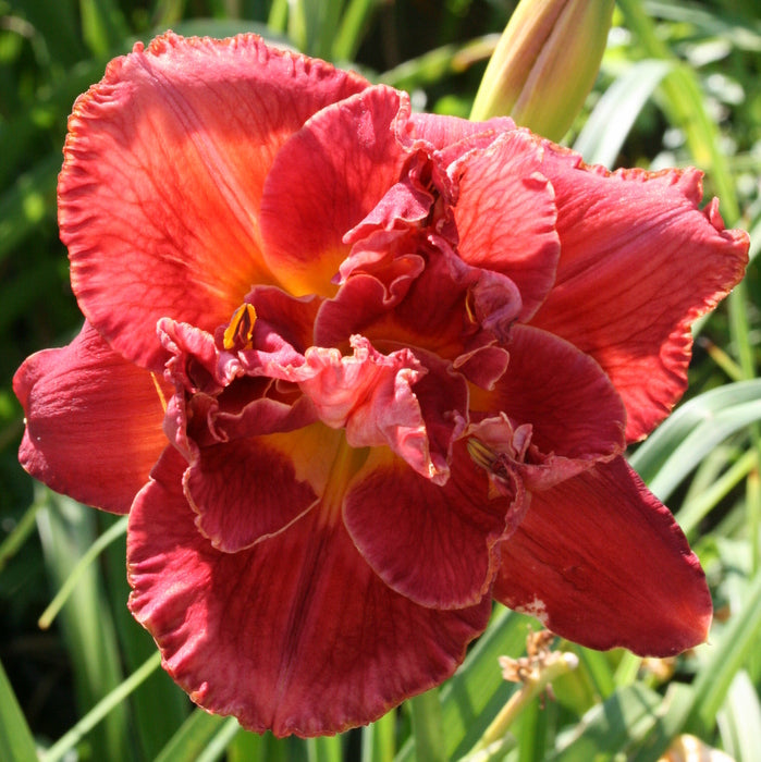 Fire Breathing Dragon Daylily from Oakes Daylilies