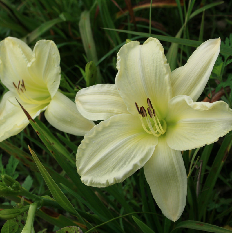First Lady Barbara Daylily from Oakes Daylilies