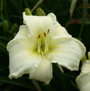 First Lady Barbara Daylily from Oakes Daylilies