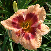 Flamboyant Eyes Daylily from Oakes Daylilies