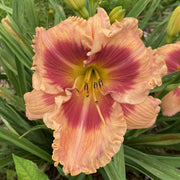 Flamboyant Eyes Daylily from Oakes Daylilies