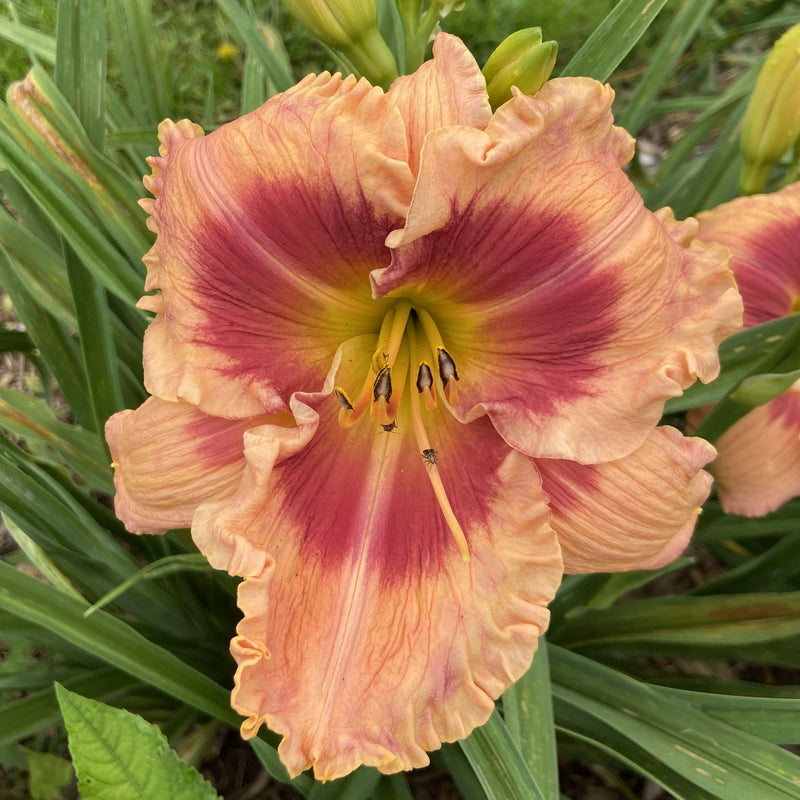 Flamboyant Eyes Daylily from Oakes Daylilies
