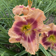 Flamboyant Eyes Daylily from Oakes Daylilies