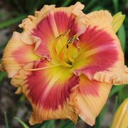 Flamboyant Eyes Daylily from Oakes Daylilies