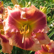 Flamboyant Eyes Daylily from Oakes Daylilies