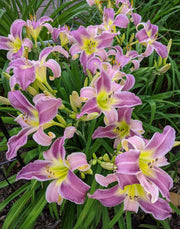 Flutterbye Daylily from Oakes Daylilies