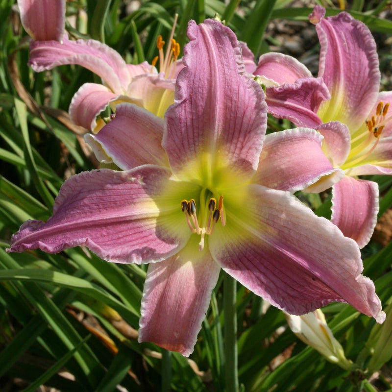 Flutterbye Daylily from Oakes Daylilies