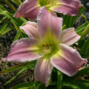 Flutterbye Daylily from Oakes Daylilies