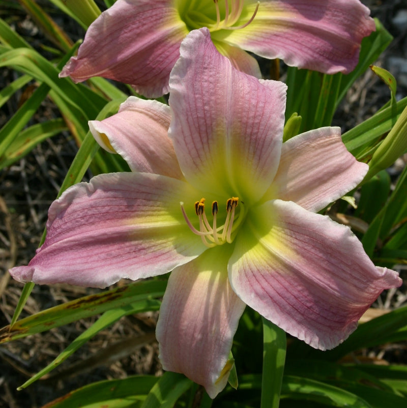 Flutterbye Daylily from Oakes Daylilies