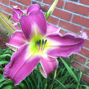 Flutterbye Daylily from Oakes Daylilies