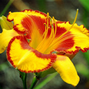 Fooled Me Daylily from Oakes Daylilies