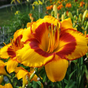 Fooled Me Daylily from Oakes Daylilies