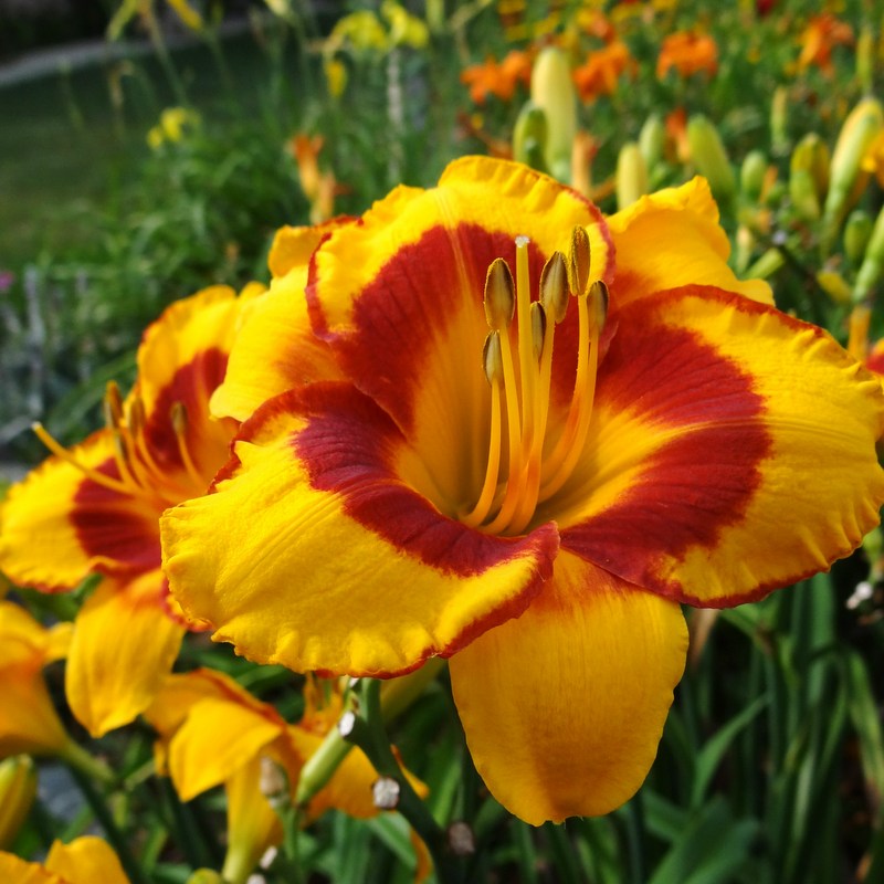 Fooled Me Daylily from Oakes Daylilies