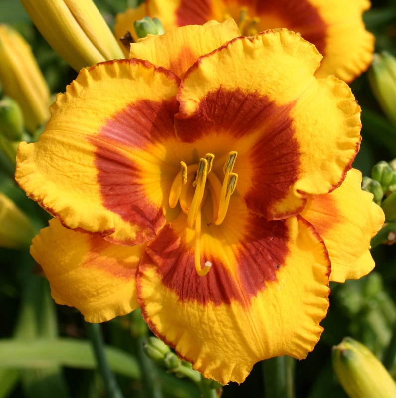 Fooled Me Daylily from Oakes Daylilies