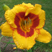 Fooled Me Daylily from Oakes Daylilies