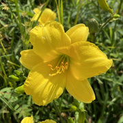 Forsyth Lemon Drop Daylily from Oakes Daylilies