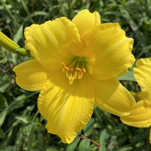 Forsyth Lemon Drop Daylily from Oakes Daylilies