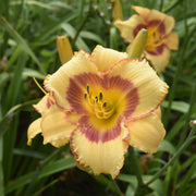 Fox Point Daylily from Oakes Daylilies