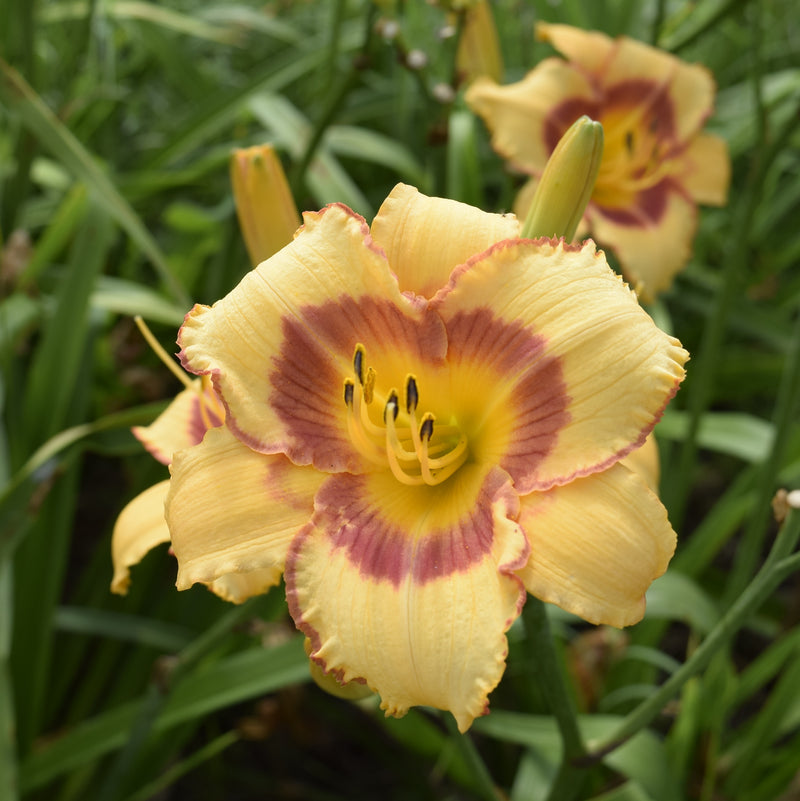Fox Point Daylily from Oakes Daylilies