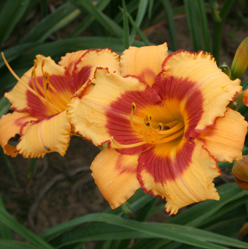 Fox Point Daylily from Oakes Daylilies
