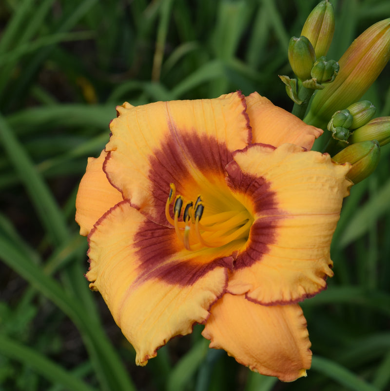 Fox Point Daylily from Oakes Daylilies