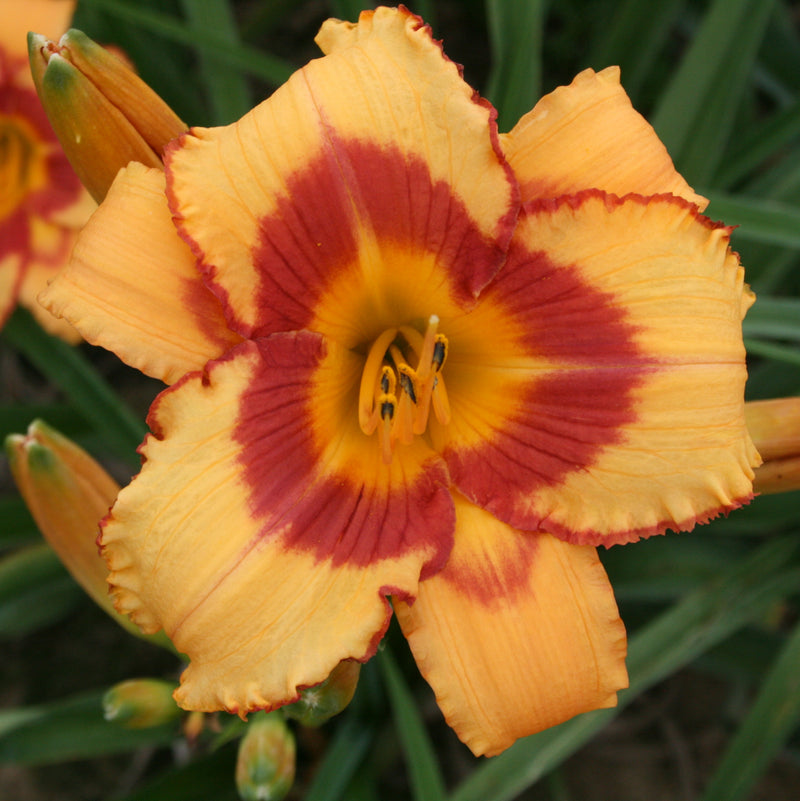 Fox Point Daylily from Oakes Daylilies