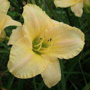 Fragrant Pastel Cheers Daylily from Oakes Daylilies