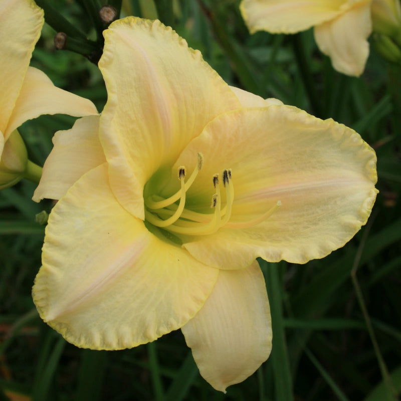 Fragrant Pastel Cheers Daylily from Oakes Daylilies