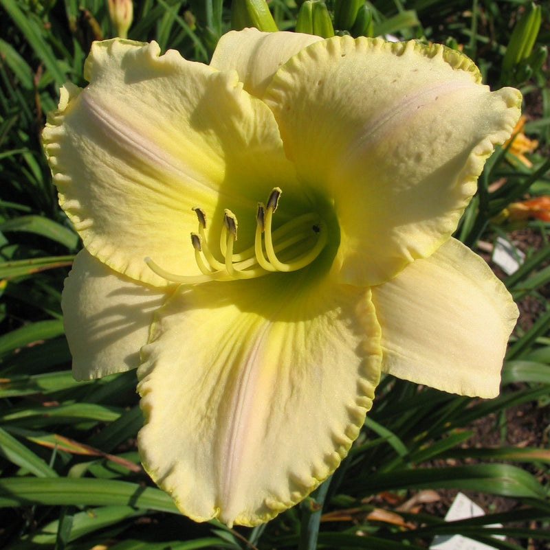 Fragrant Pastel Cheers Daylily from Oakes Daylilies