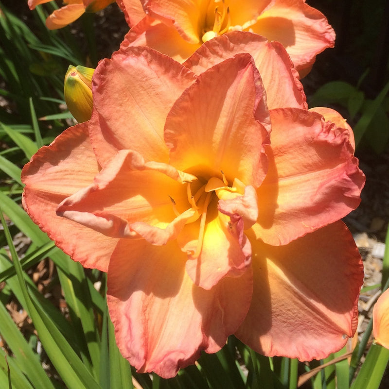 Frances Joiner Daylily from Oakes Daylilies
