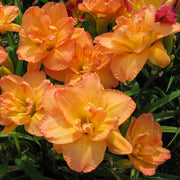 Frances Joiner Daylily from Oakes Daylilies