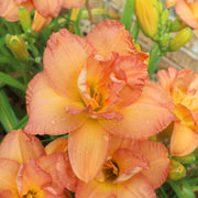 Frances Joiner Daylily from Oakes Daylilies