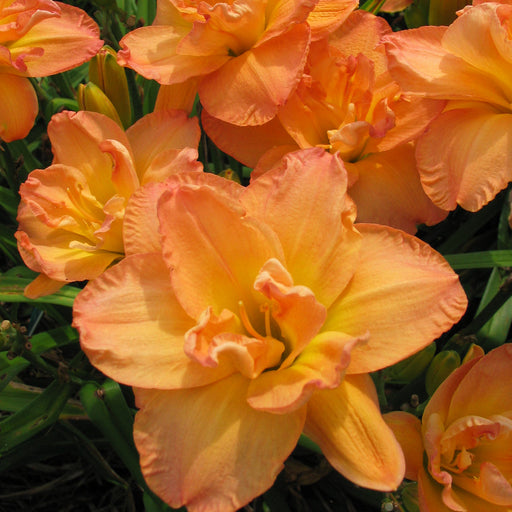 Frances Joiner Daylily from Oakes Daylilies