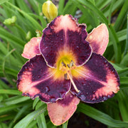 Francois Verhaert Daylily from Oakes Daylilies