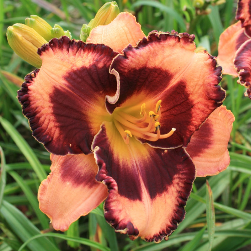 Francois Verhaert Daylily from Oakes Daylilies