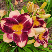 Francois Verhaert Daylily from Oakes Daylilies