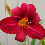 Frankly Scarlet Daylily from Oakes Daylilies
